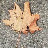 Review photo of Eugene T. Mahoney State Park Campground by Tony B., September 8, 2020