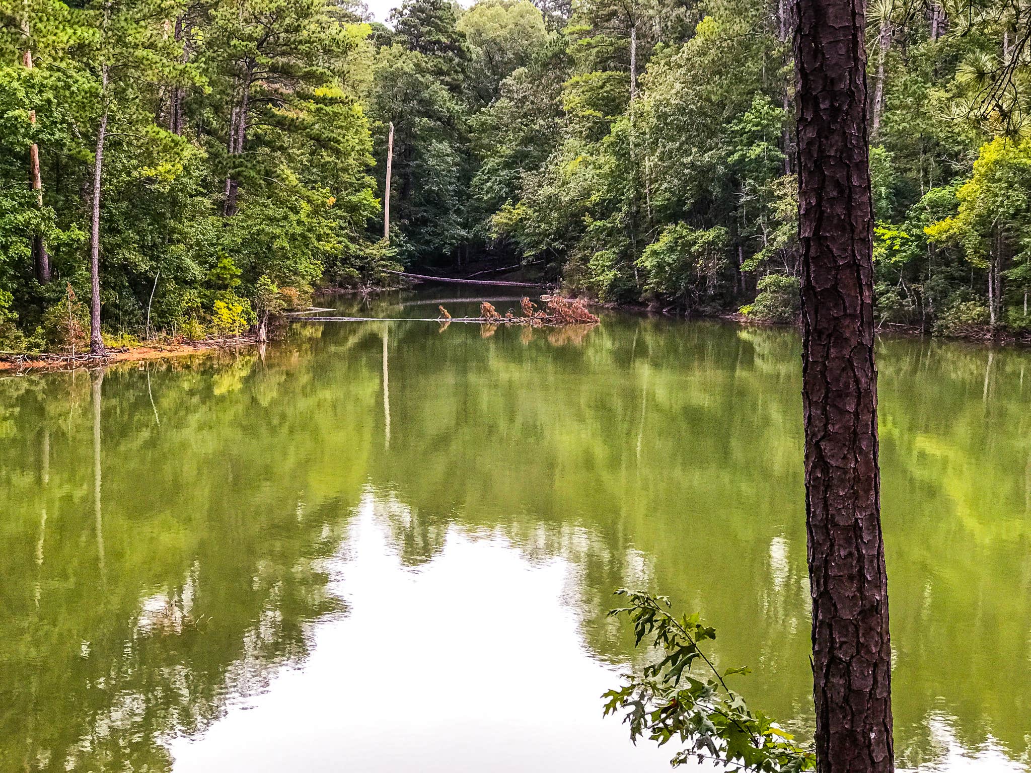 Camper submitted image from Modoc - J Strom Thurmond Lake - 4