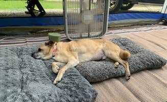 Jason F.'s photo of camping with pets at Cypress View Campground — Santee State Park near Elgin, SC