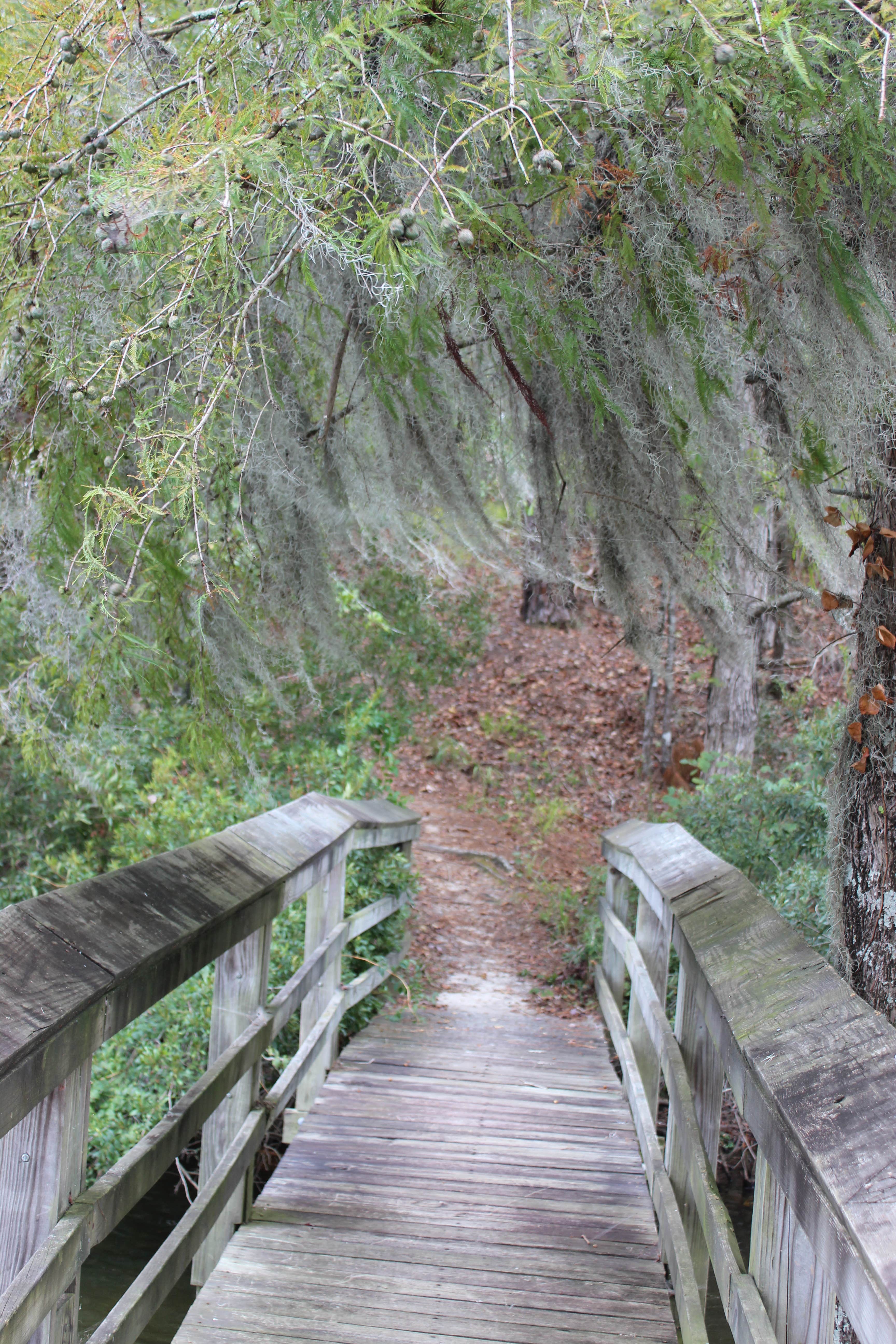 Camper submitted image from Cypress View Campground — Santee State Park - 3