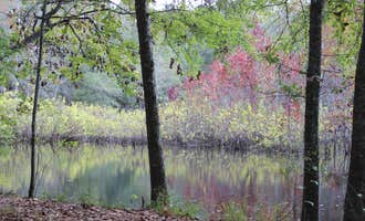 Camping near Sweetwater Lake Campground: Cypress View Campground — Santee State Park, Elloree, South Carolina