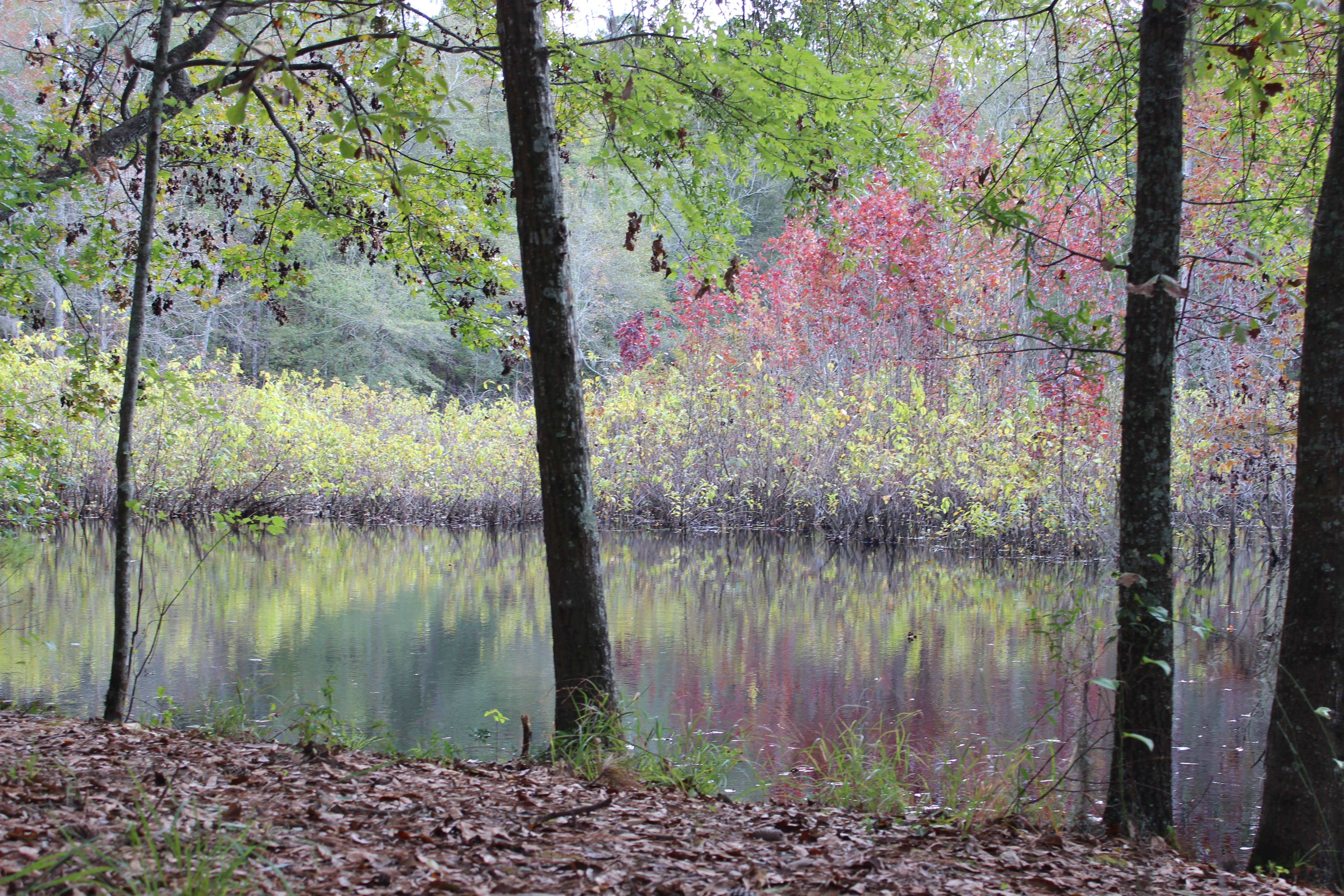 Camper submitted image from Cypress View Campground — Santee State Park - 1