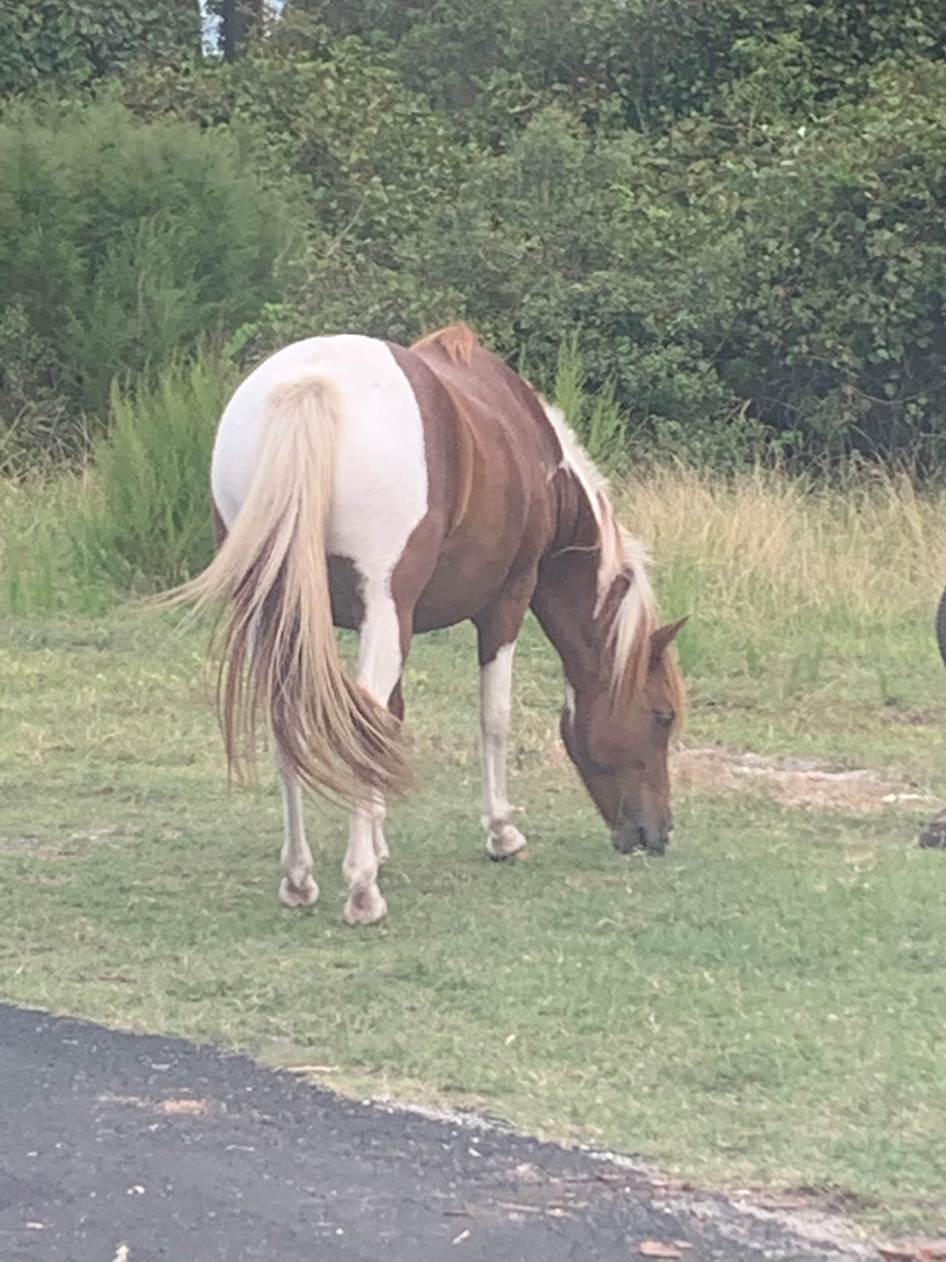 Wendy W.'s photo of camping with a horse at Bayside Assateague Campground — Assateague Island National Seashore near Milton, DE