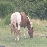 Review photo of Bayside Assateague Campground — Assateague Island National Seashore by Wendy W., September 21, 2020