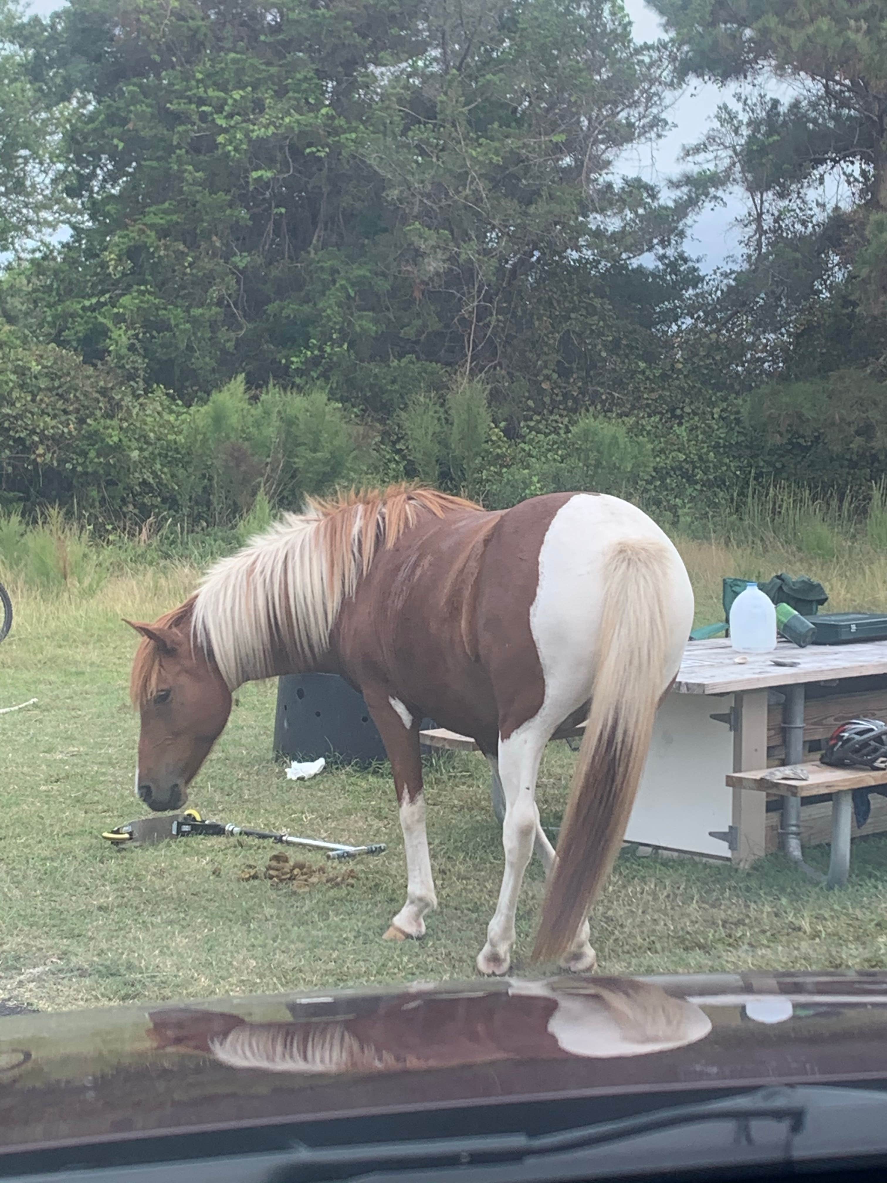 Wendy W.'s photo of camping with a horse at Bayside Assateague Campground — Assateague Island National Seashore near Chincoteague, VA