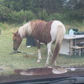 Review photo of Bayside Assateague Campground — Assateague Island National Seashore by Wendy W., September 21, 2020