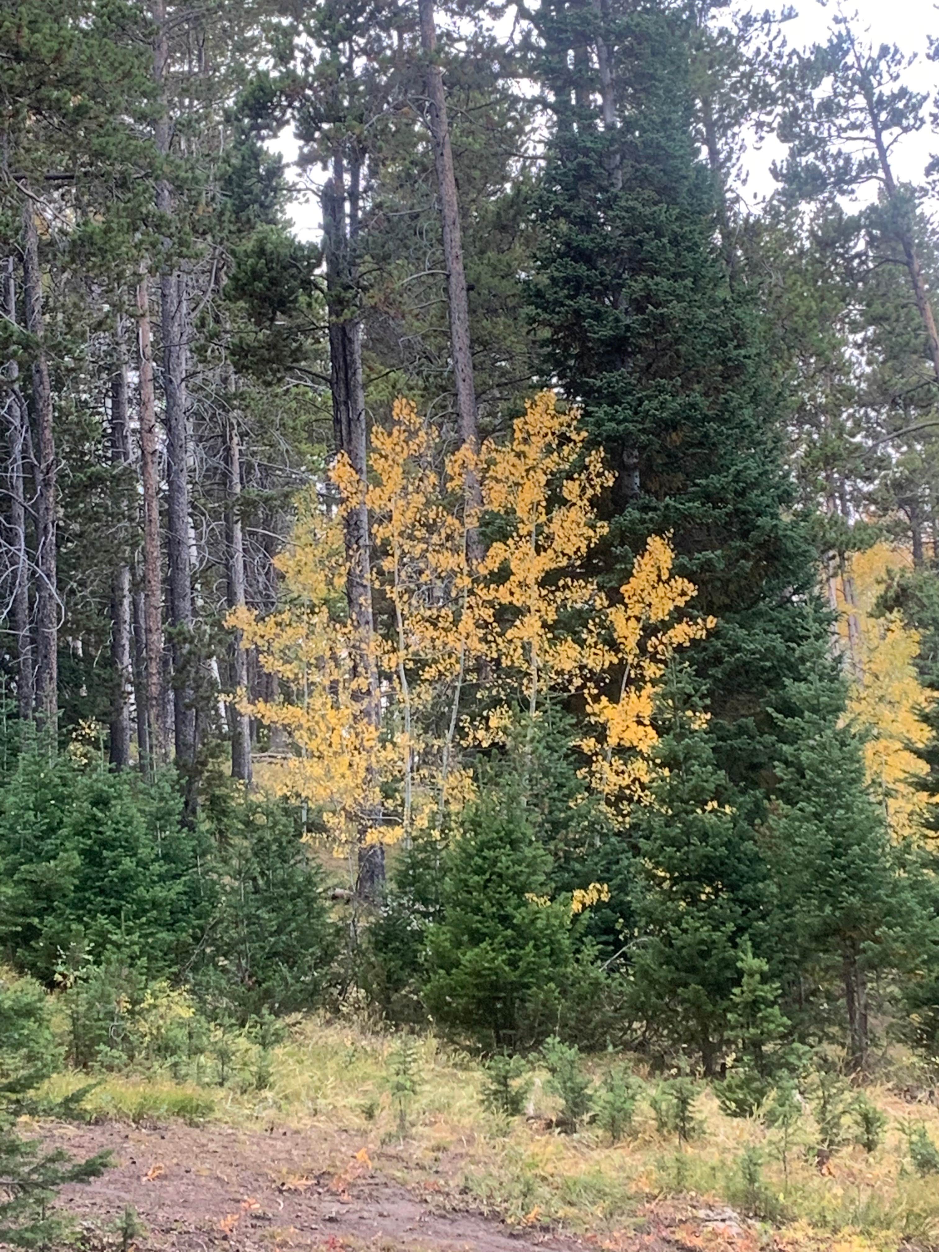 Camper-submitted photo at Beartrap Meadow County Park near Mills, WY