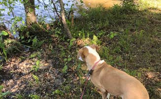 Virginia W.'s photo of camping with pets at Sweetwater Creek State Park Campground near Acworth, GA
