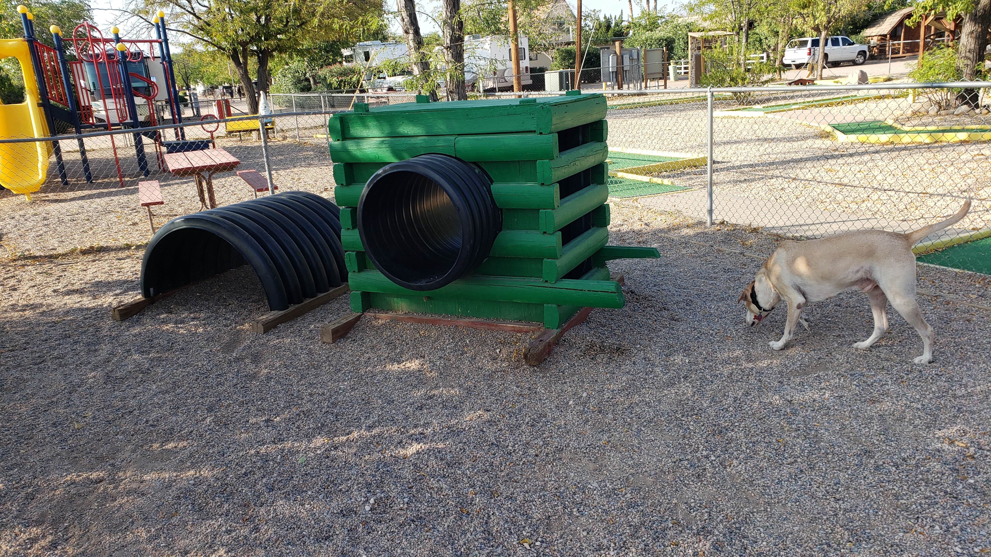 Lane H.'s photo of camping with pets at Kingman KOA in Arizona