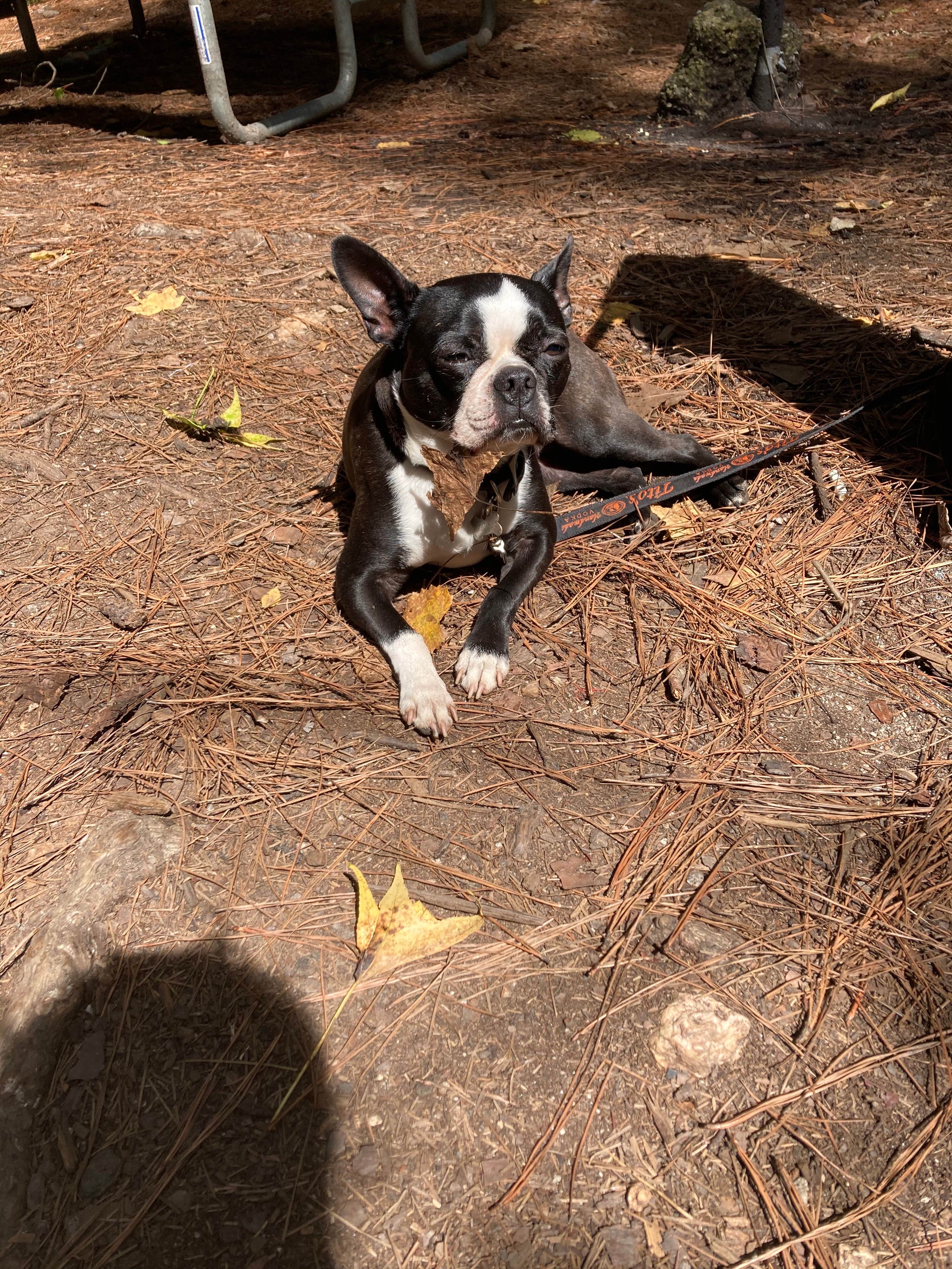 Marissa H.'s photo of camping with pets at Dreher Island State Park Campground near Great Falls, SC