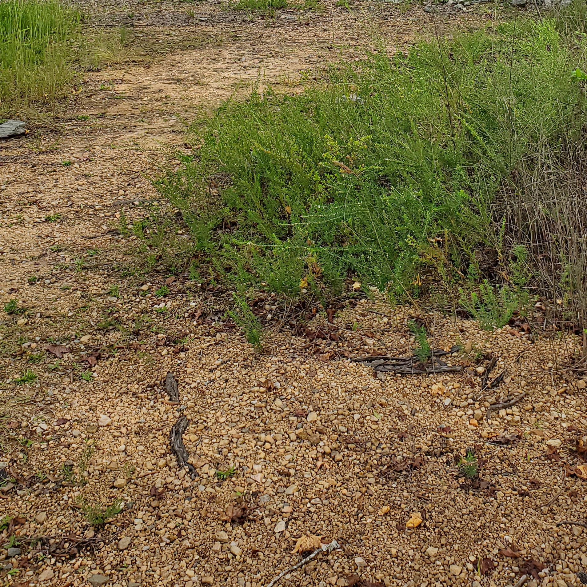 Longwood Campground at John H Kerr Reservoir Camping | The Dyrt