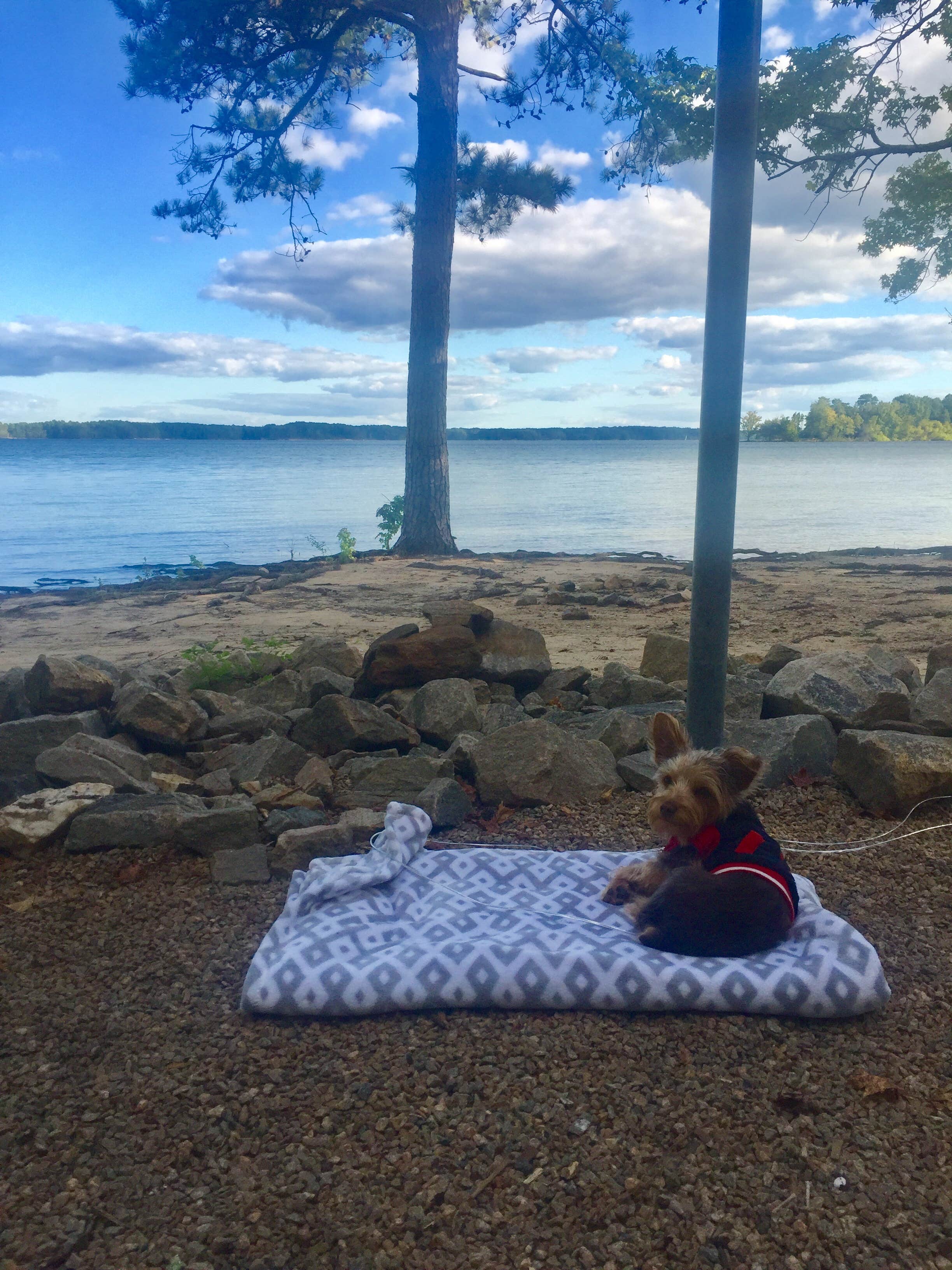 Valerie  C.'s photo of camping with pets at Henderson Point Campground — Kerr Lake State Recreation Area near Hampden-Sydney, VA
