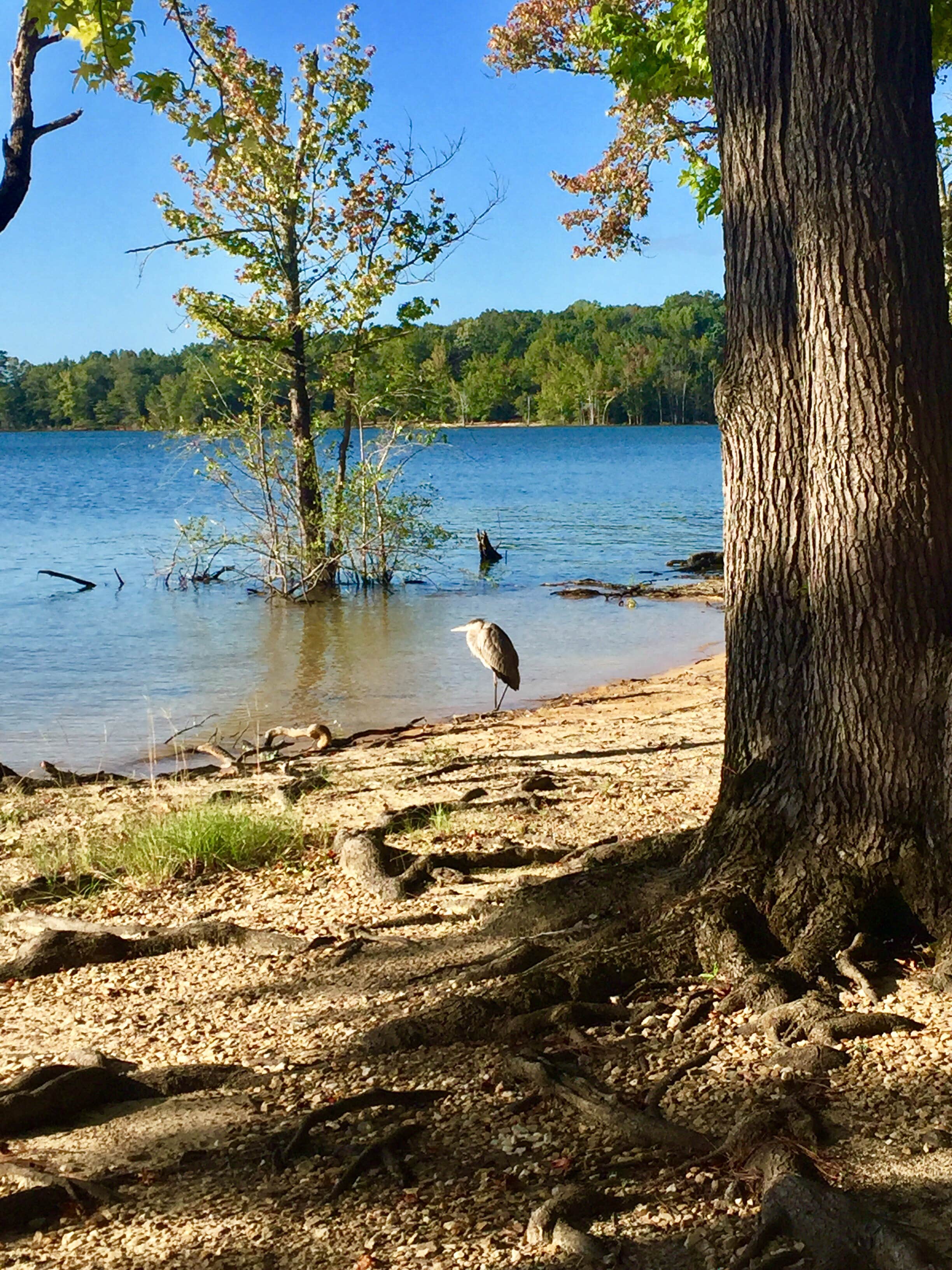 Escape to Henderson Point: Your Kerr Lake Adventure Awaits!