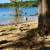 Review photo of Kerr Lake State Recreation Area Henderson Point by Valerie  C., September 21, 2020