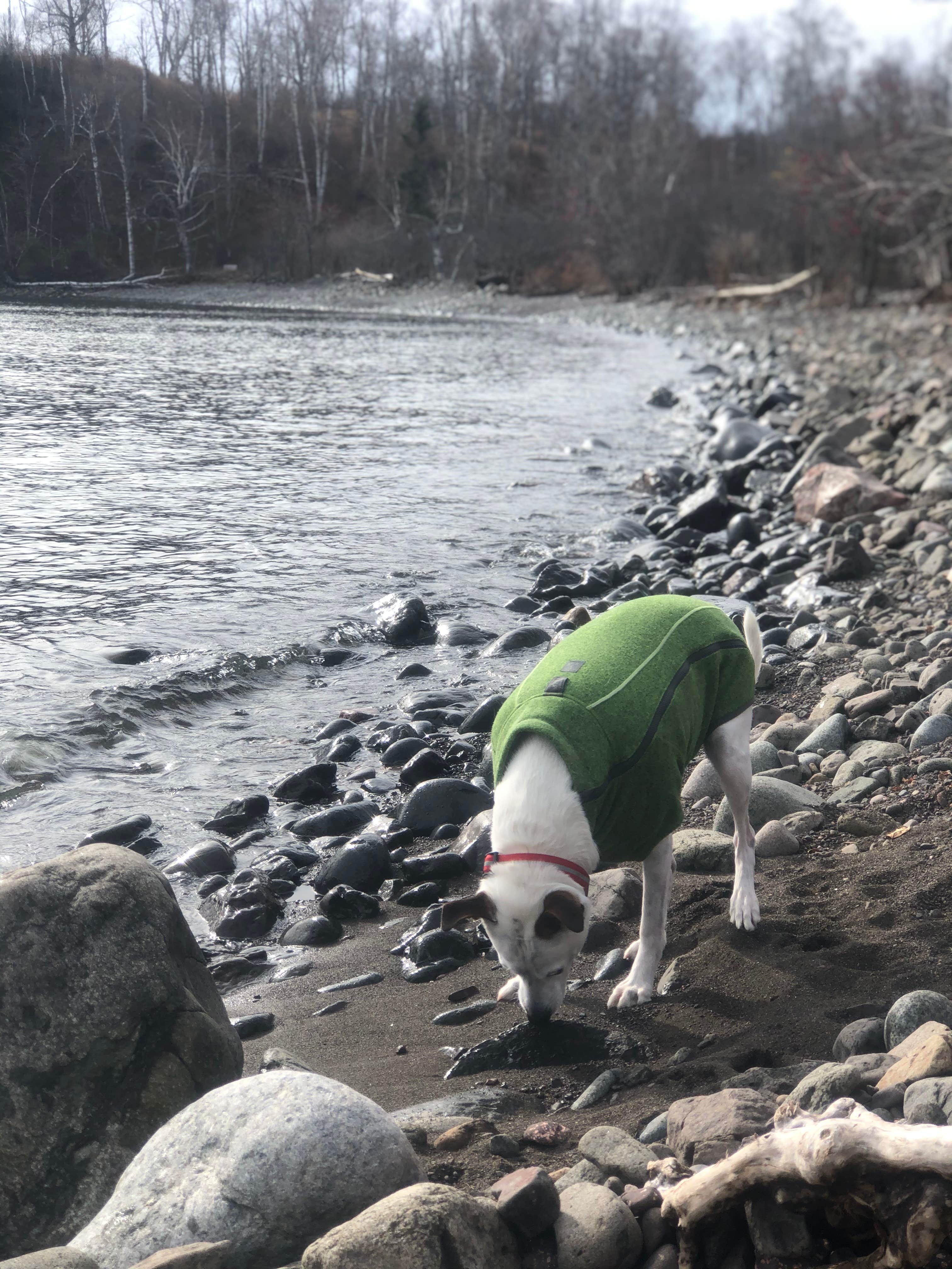 Jennifer H.'s photo of camping with pets at Split Rock Lighthouse State Park Campground near Two Harbors, MN