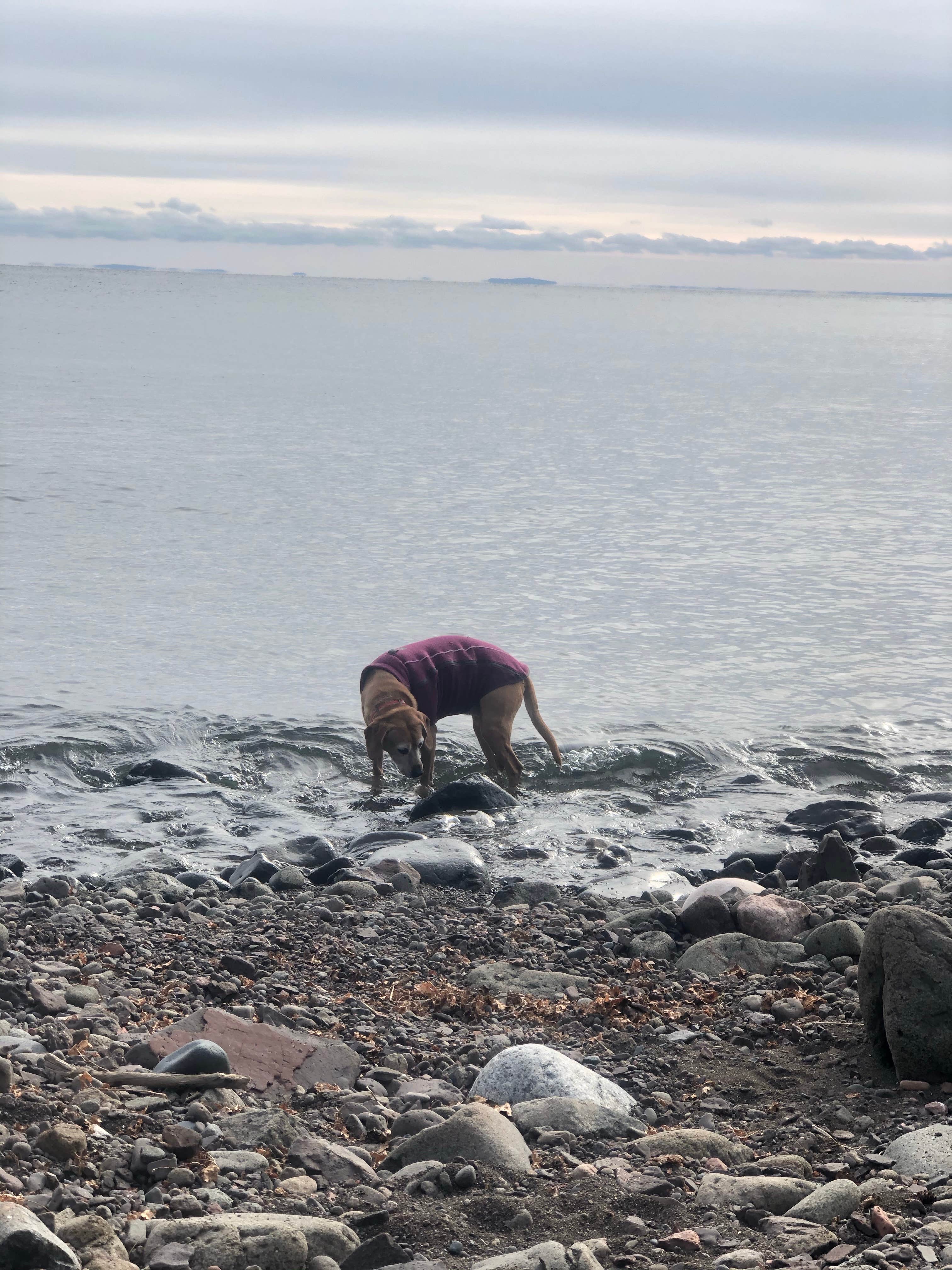Jennifer H.'s photo of camping with pets at Cart-In Campground — Split Rock Lighthouse State Park in Minnesota