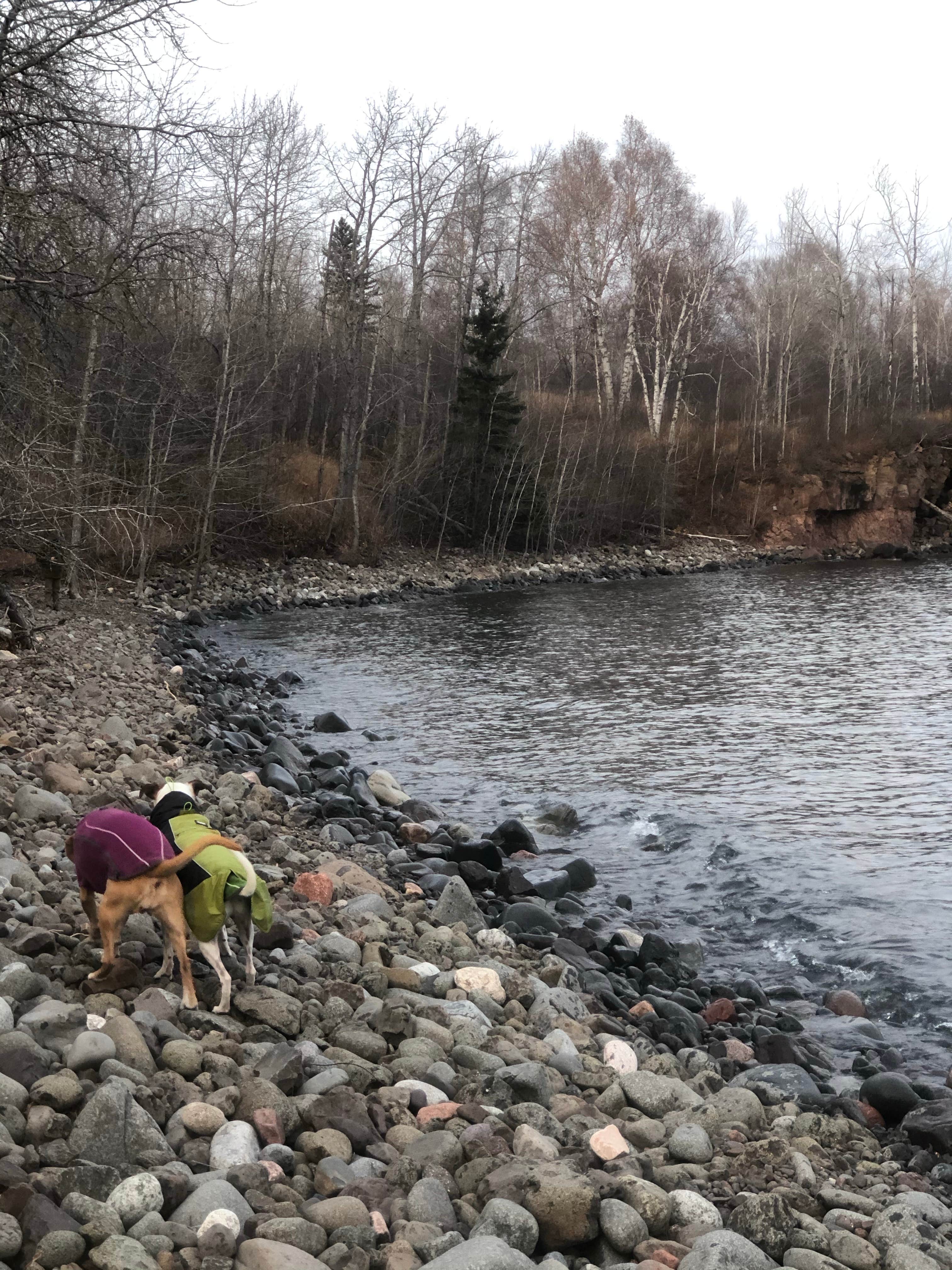 Jennifer H.'s photo of camping with pets at Cart-In Campground — Split Rock Lighthouse State Park in Minnesota