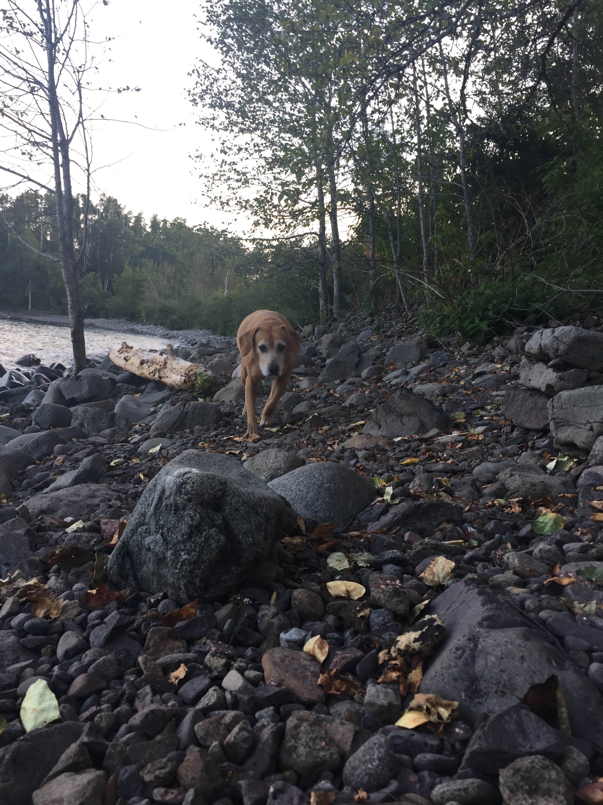 Jennifer H.'s photo of camping with pets at Cart-In Campground — Split Rock Lighthouse State Park near Cornucopia, WI