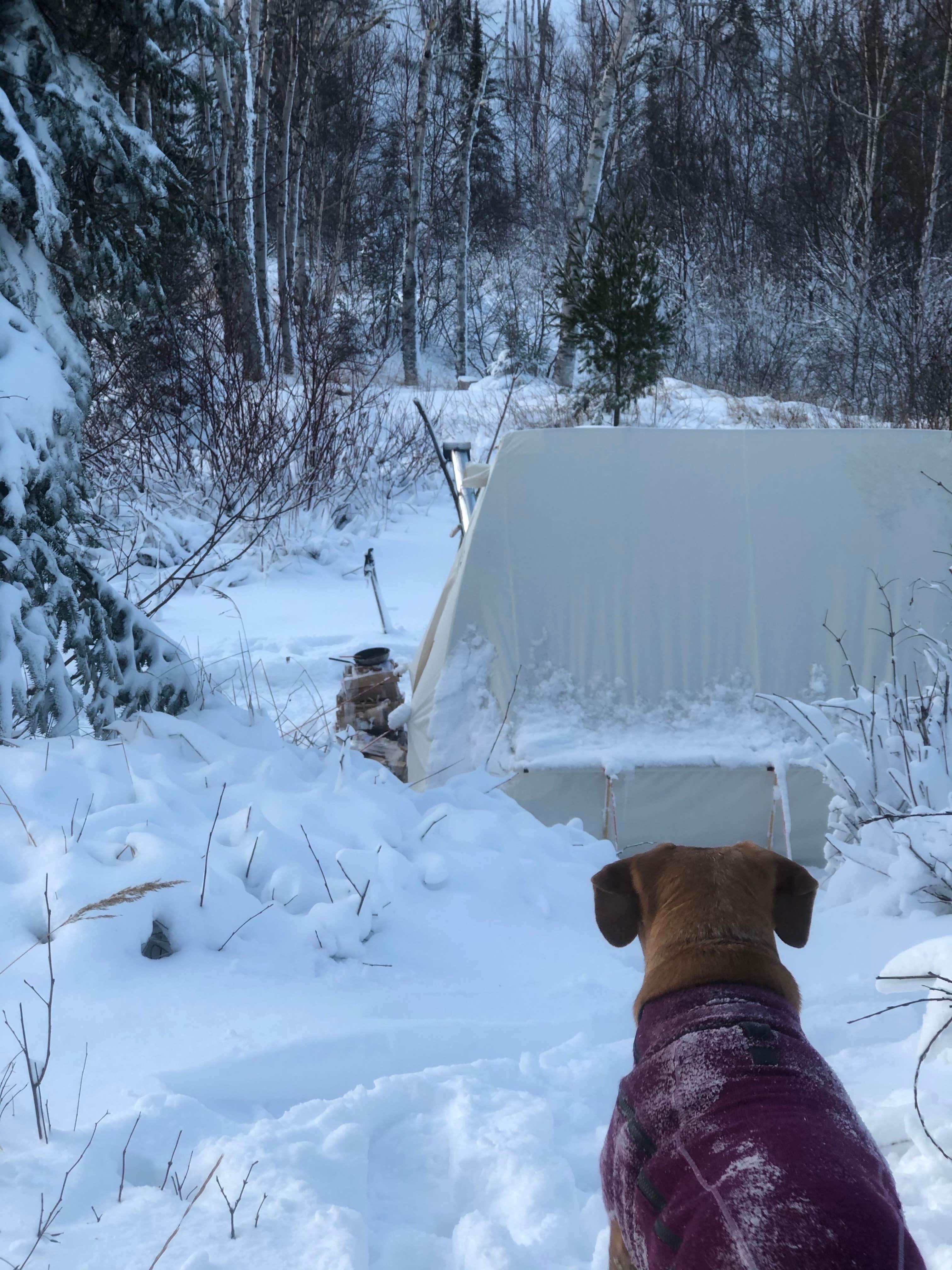 Jennifer H.'s photo of camping with pets at Cart-In Campground — Split Rock Lighthouse State Park near Two Harbors, MN