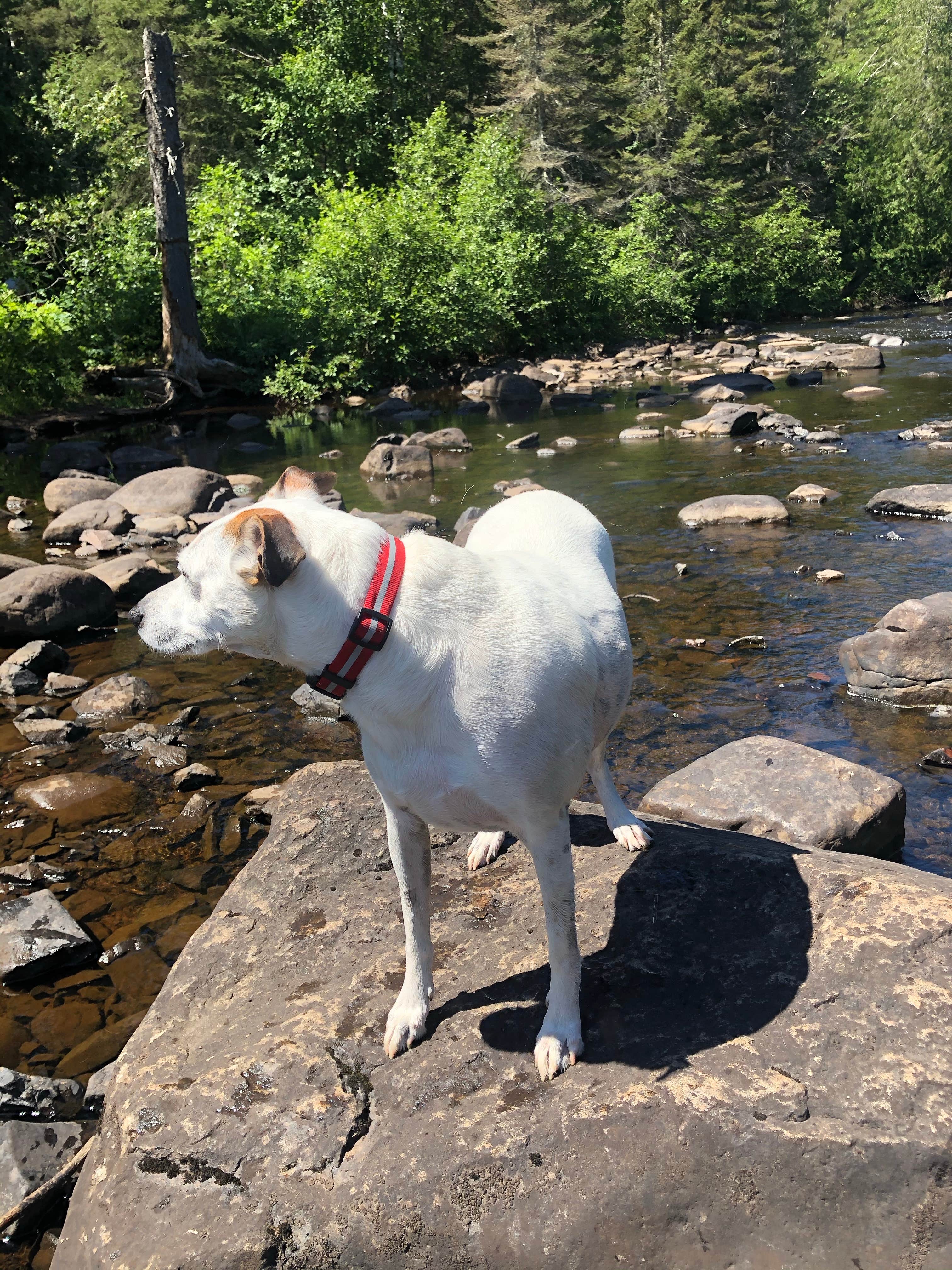 Jennifer H.'s photo of camping with pets at George H. Crosby Manitou State Park Campground near Tofte, MN