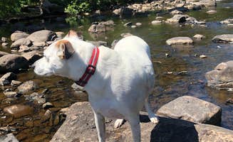 Jennifer H.'s photo of camping with pets at George H. Crosby Manitou State Park Campground in Minnesota