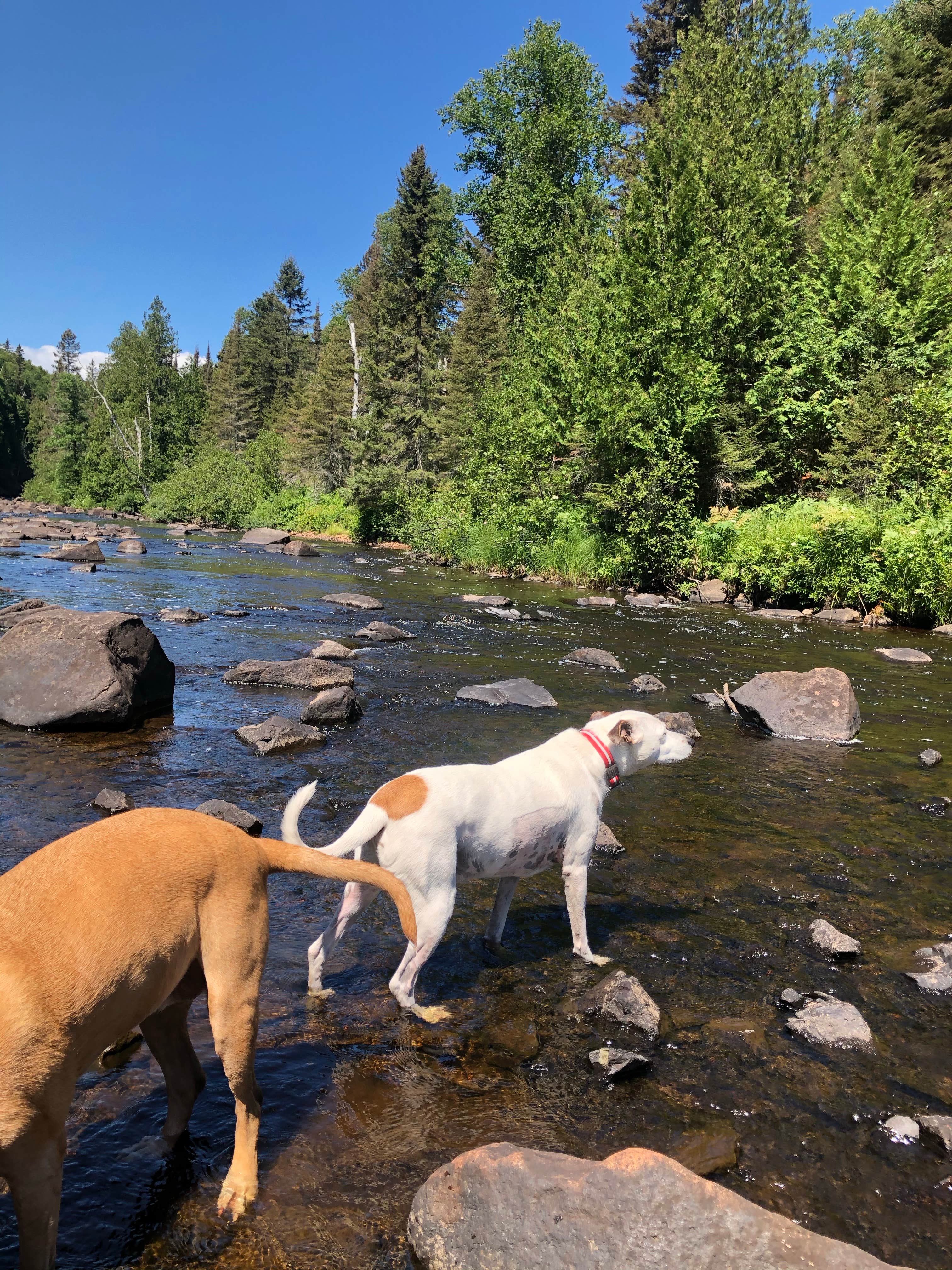 Jennifer H.'s photo of camping with pets at George H. Crosby Manitou State Park Campground near Schroeder, MN