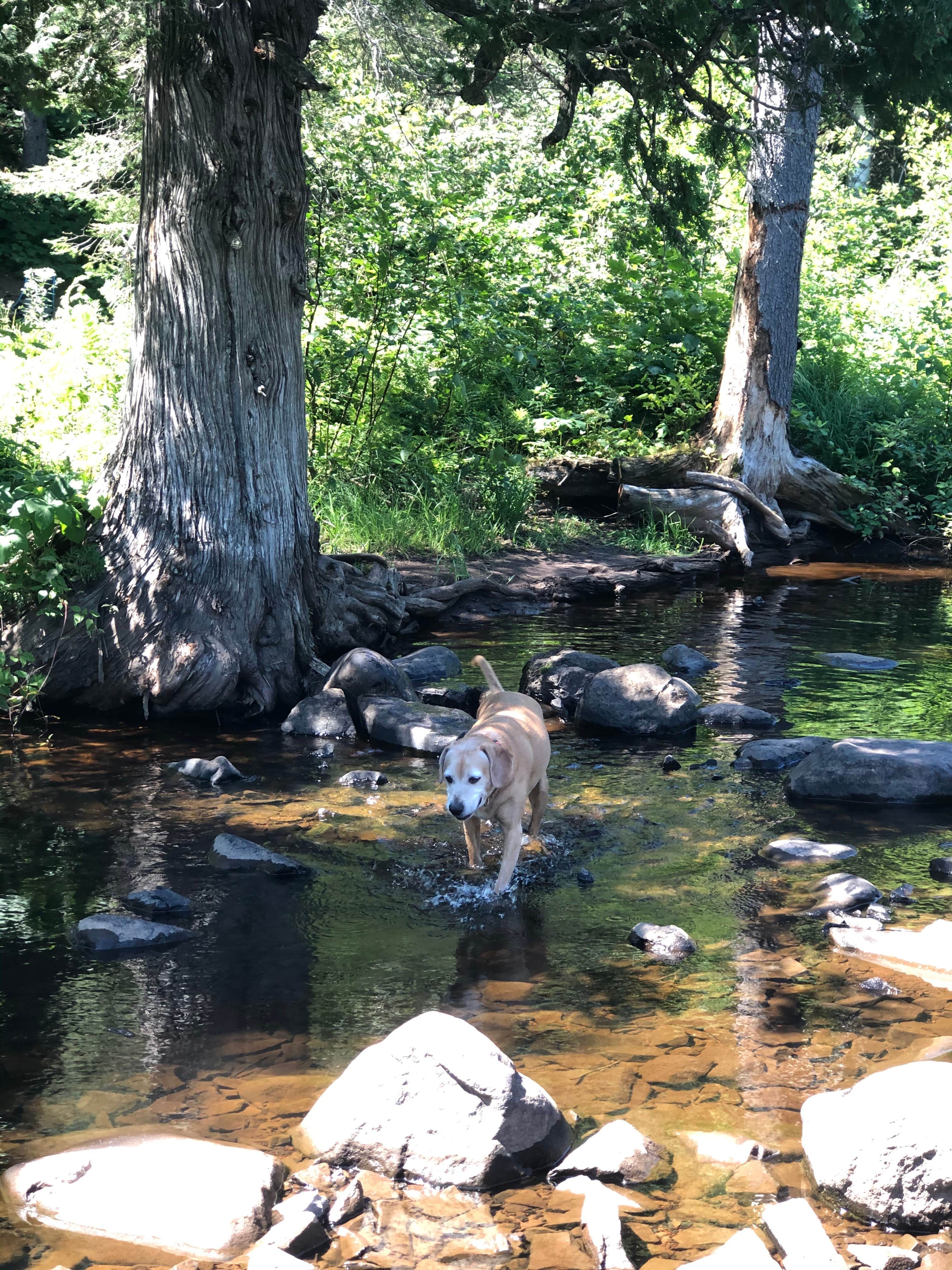 Jennifer H.'s photo of tent camping at George H. Crosby Manitou State Park Campground near Tofte, MN