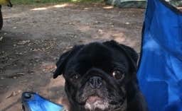 Janet R.'s photo of camping with pets at Glendalough State Park Campground in Minnesota