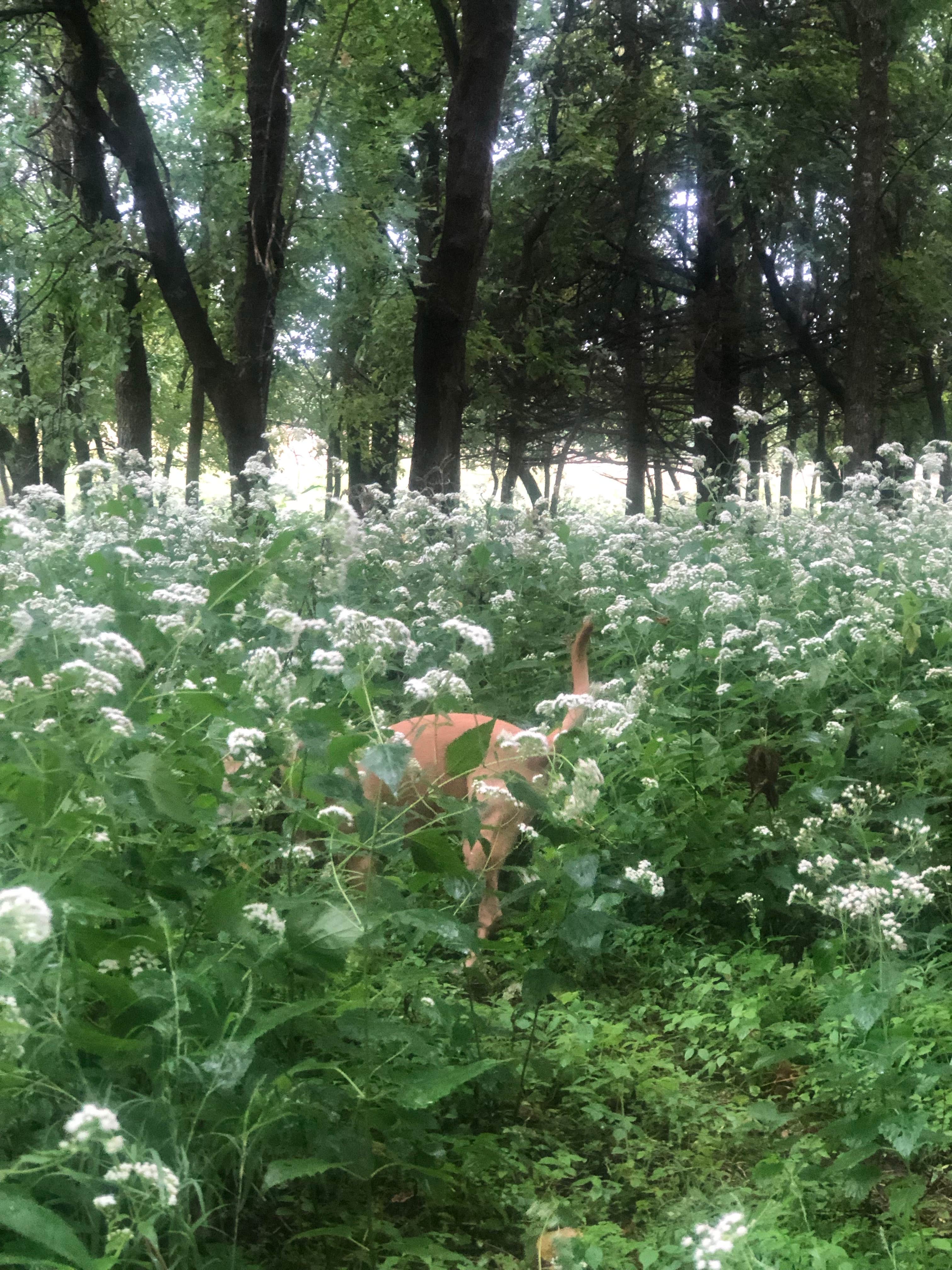Camper-submitted photo at Afton State Park Campground near South Saint Paul, MN