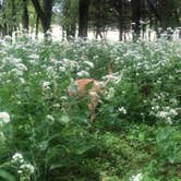 Review photo of Afton State Park Campground by Jennifer H., September 21, 2020