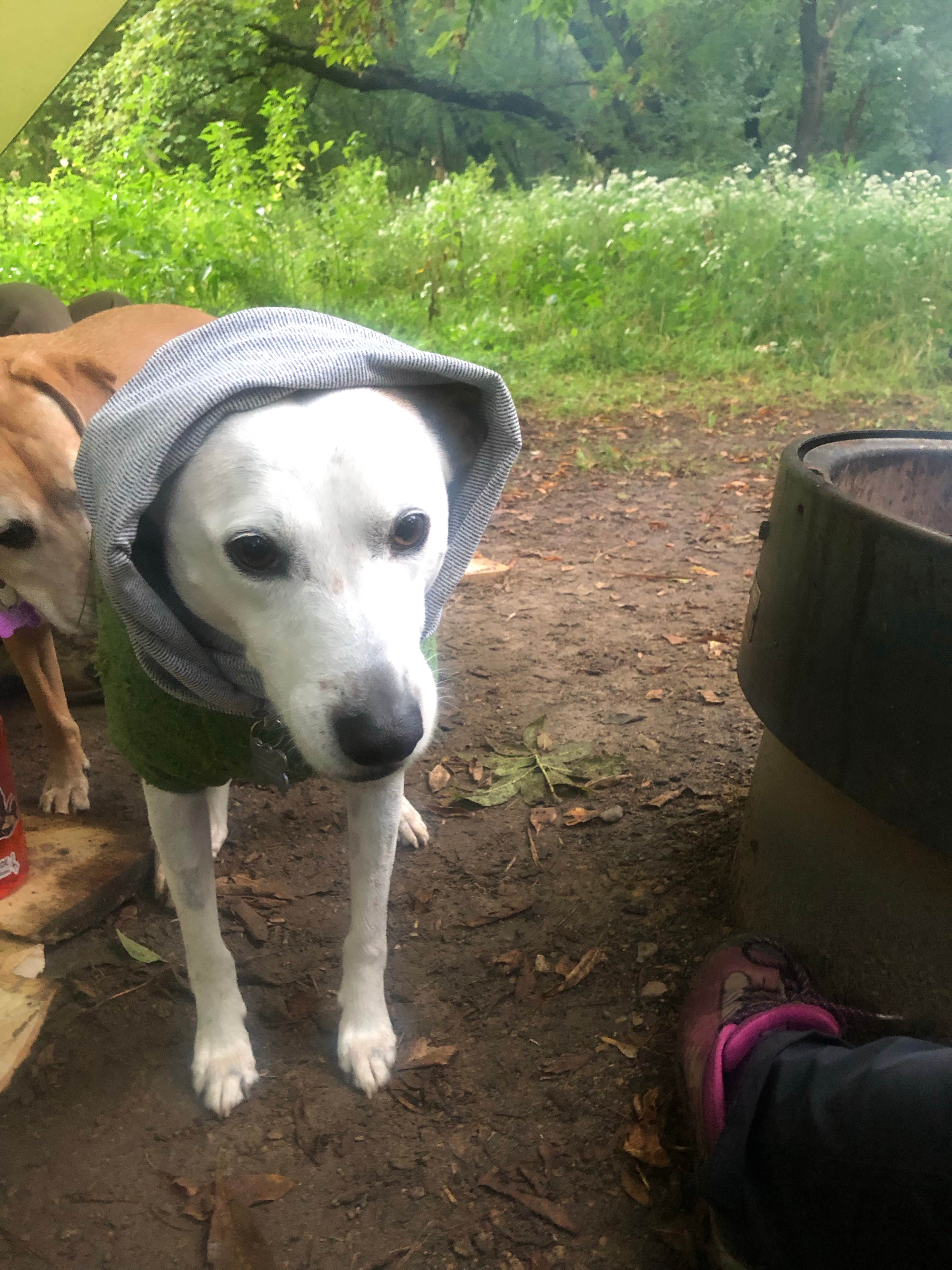 Jennifer H.'s photo of camping with pets at Afton State Park Campground near Bloomington, MN