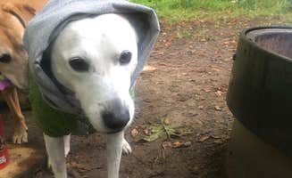Jennifer H.'s photo of camping with pets at Afton State Park Campground in Minnesota