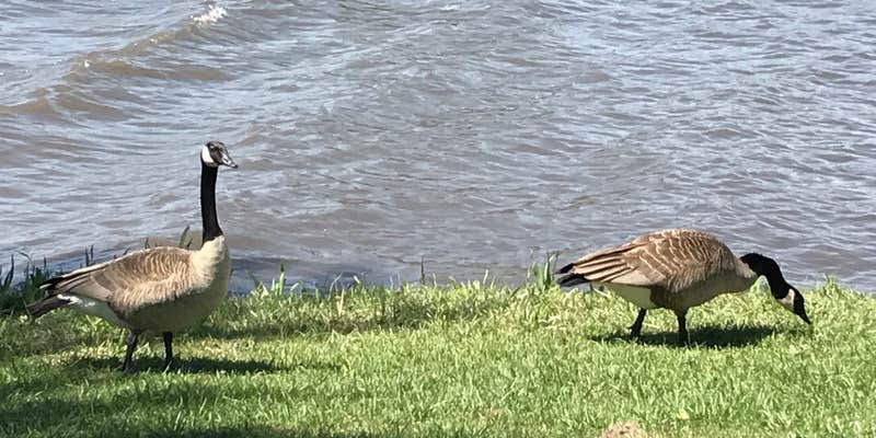 Camper submitted image from McKinley Park