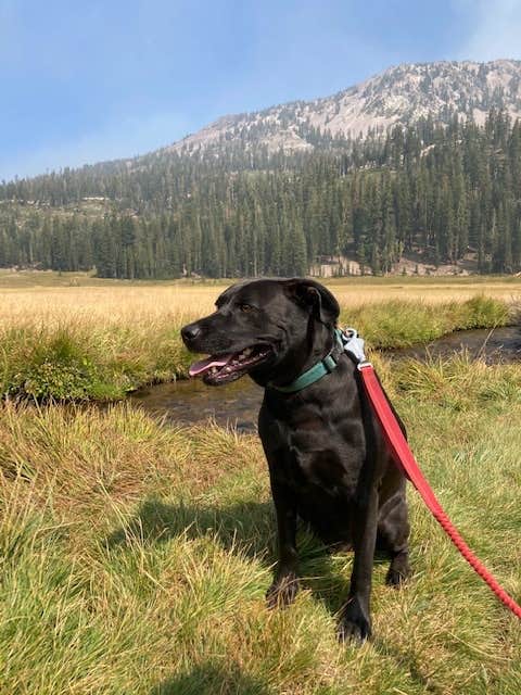 Christina L.'s photo of camping with pets at Manzanita Lake Campground — Lassen Volcanic National Park near Mill Creek, CA