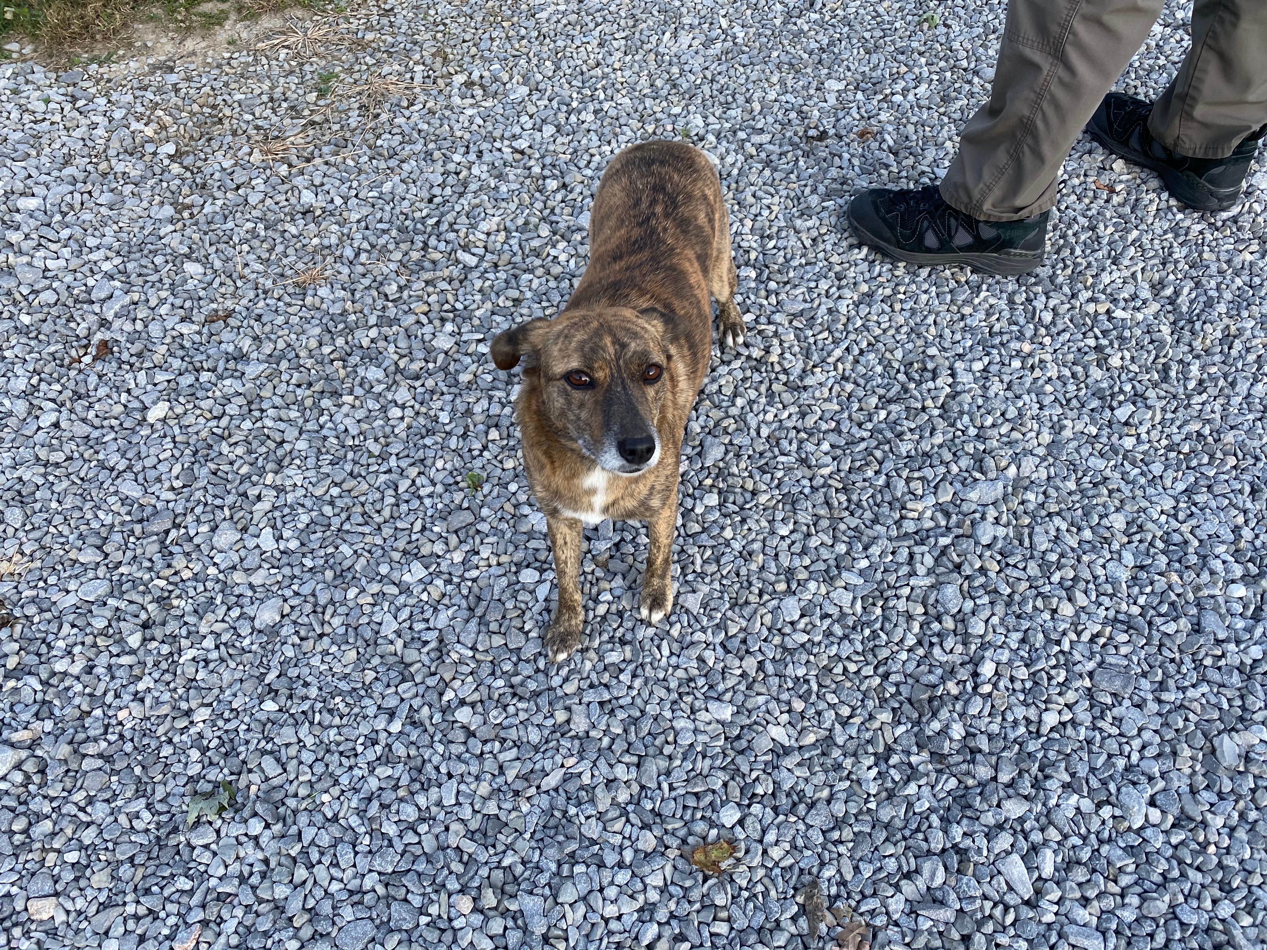 Susan M.'s photo of camping with pets at Mountain Glen RV Park & Campground near Sale Creek, TN
