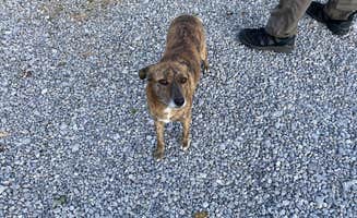 Susan M.'s photo of camping with pets at Mountain Glen RV Park & Campground near Sale Creek, TN