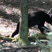 Review photo of Cades Cove Group Campground — Great Smoky Mountains National Park by kenneth M., May 17, 2018