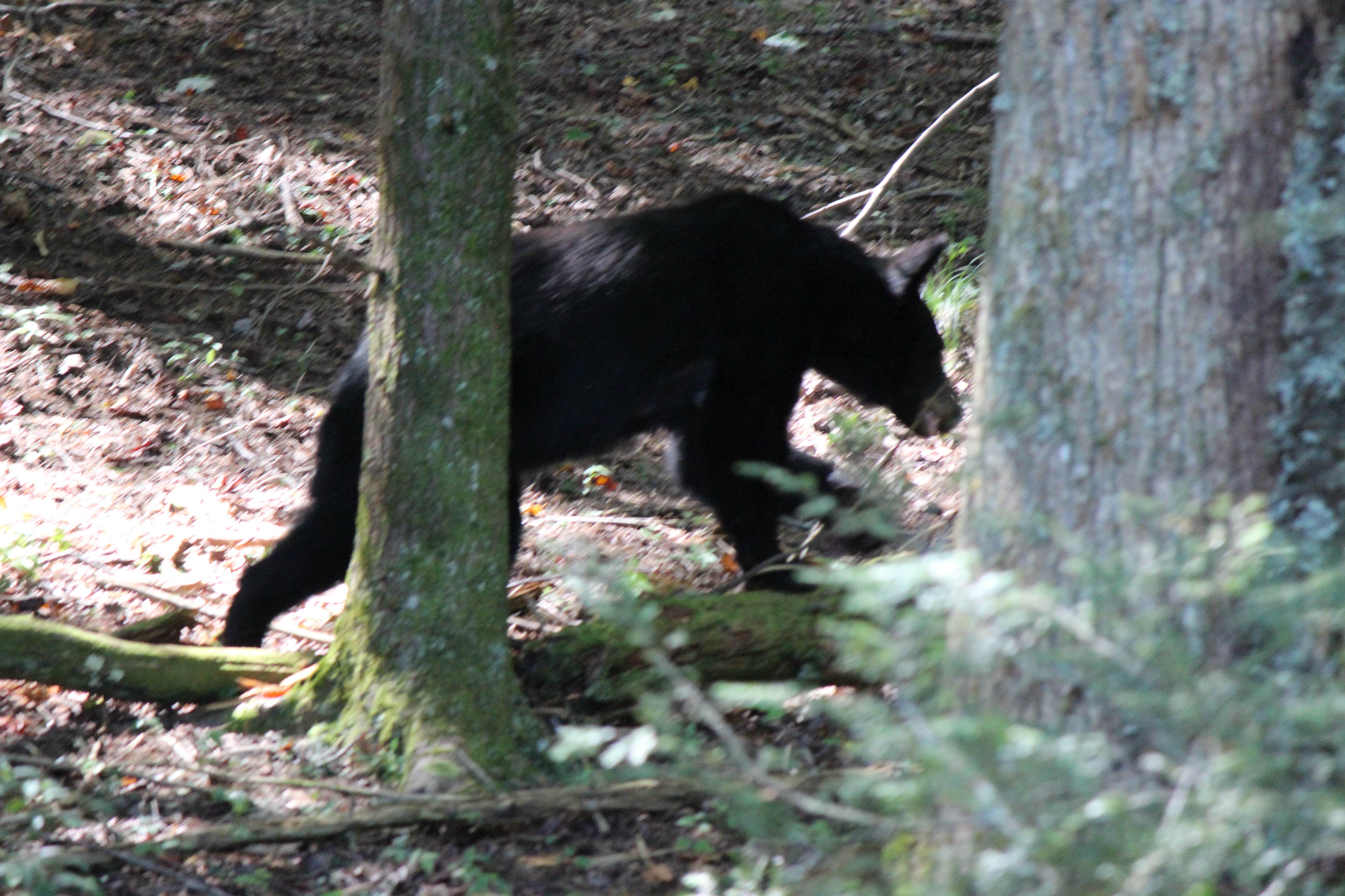 Camper submitted image from Cades Cove Group Campground — Great Smoky Mountains National Park - 4