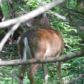 Review photo of Cades Cove Group Campground — Great Smoky Mountains National Park by kenneth M., May 17, 2018