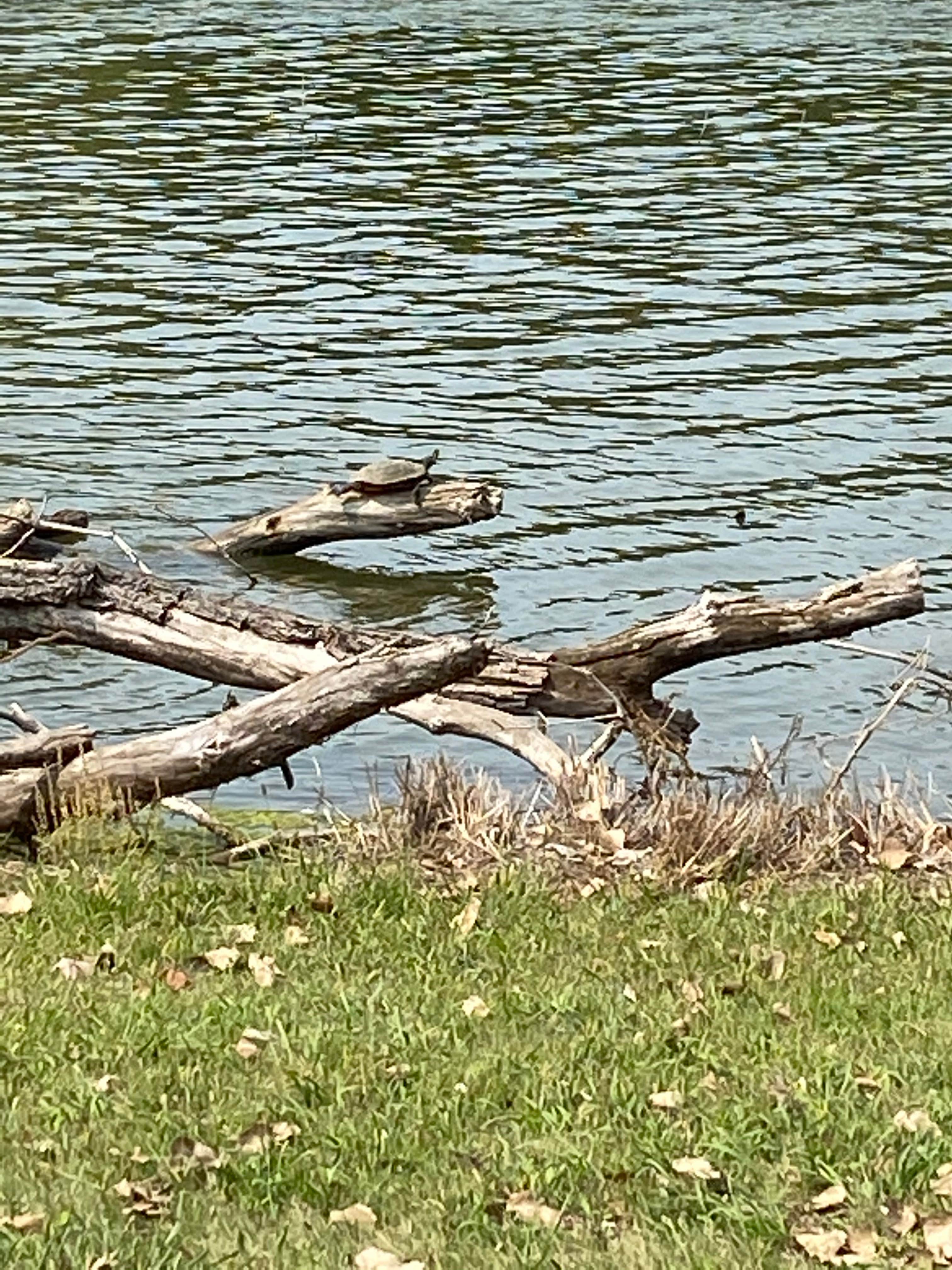 Camper submitted image from Marion County Lake Campground - 1