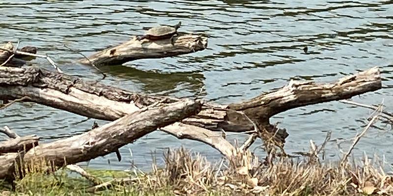 Camper submitted image from Marion County Lake Campground