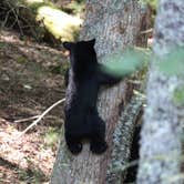 Review photo of Cades Cove Group Campground — Great Smoky Mountains National Park by kenneth M., May 17, 2018