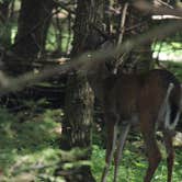 Review photo of Cades Cove Group Campground — Great Smoky Mountains National Park by kenneth M., May 17, 2018