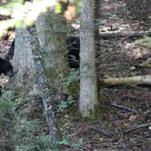 Review photo of Cades Cove Group Campground — Great Smoky Mountains National Park by kenneth M., May 17, 2018