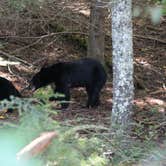 Review photo of Cades Cove Group Campground — Great Smoky Mountains National Park by kenneth M., May 17, 2018