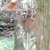 Review photo of Cades Cove Group Campground — Great Smoky Mountains National Park by kenneth M., May 17, 2018