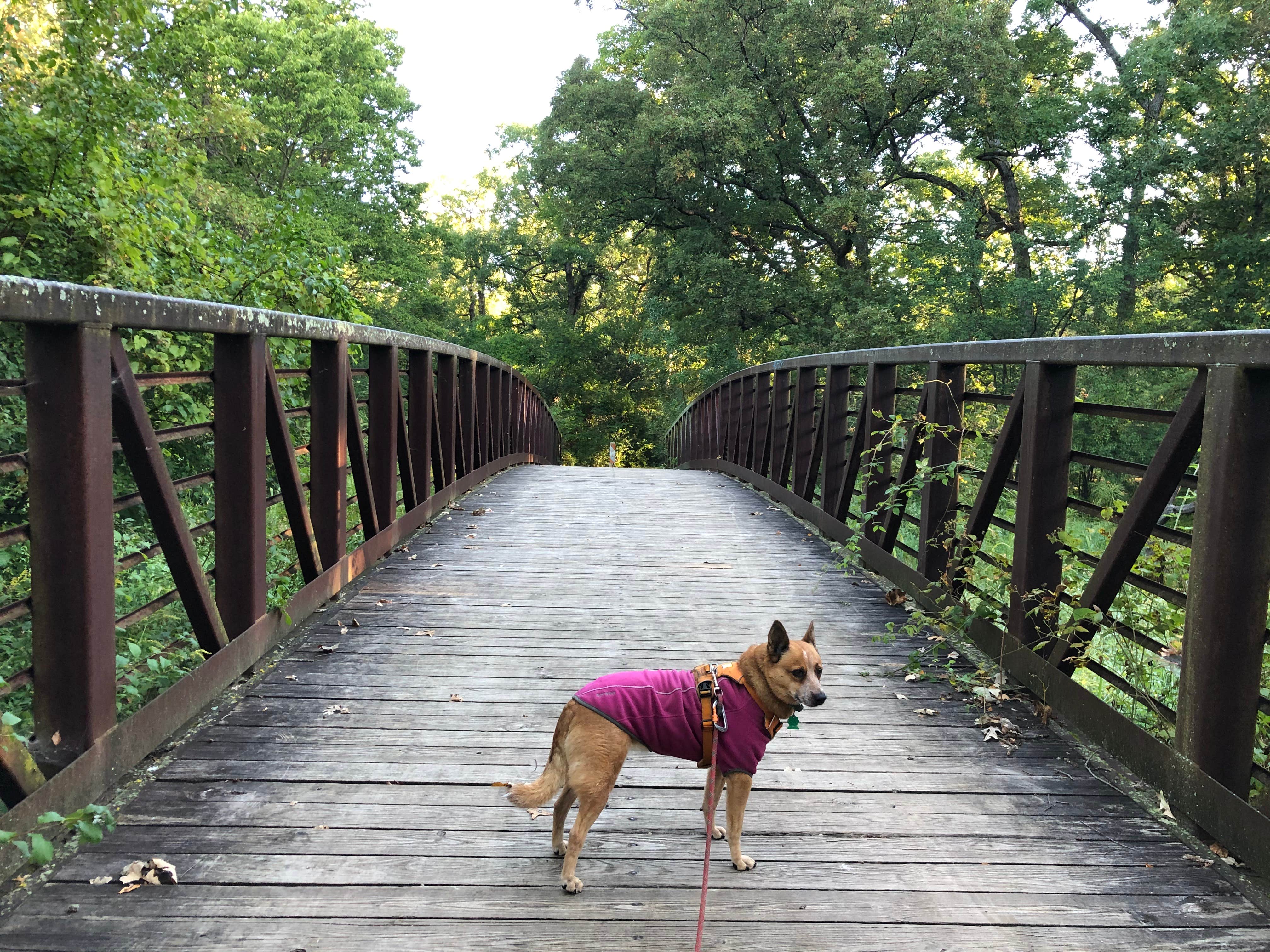 Art S.'s photo of camping with pets at Prairie View — Chain O' Lakes State Park near Carpentersville, IL