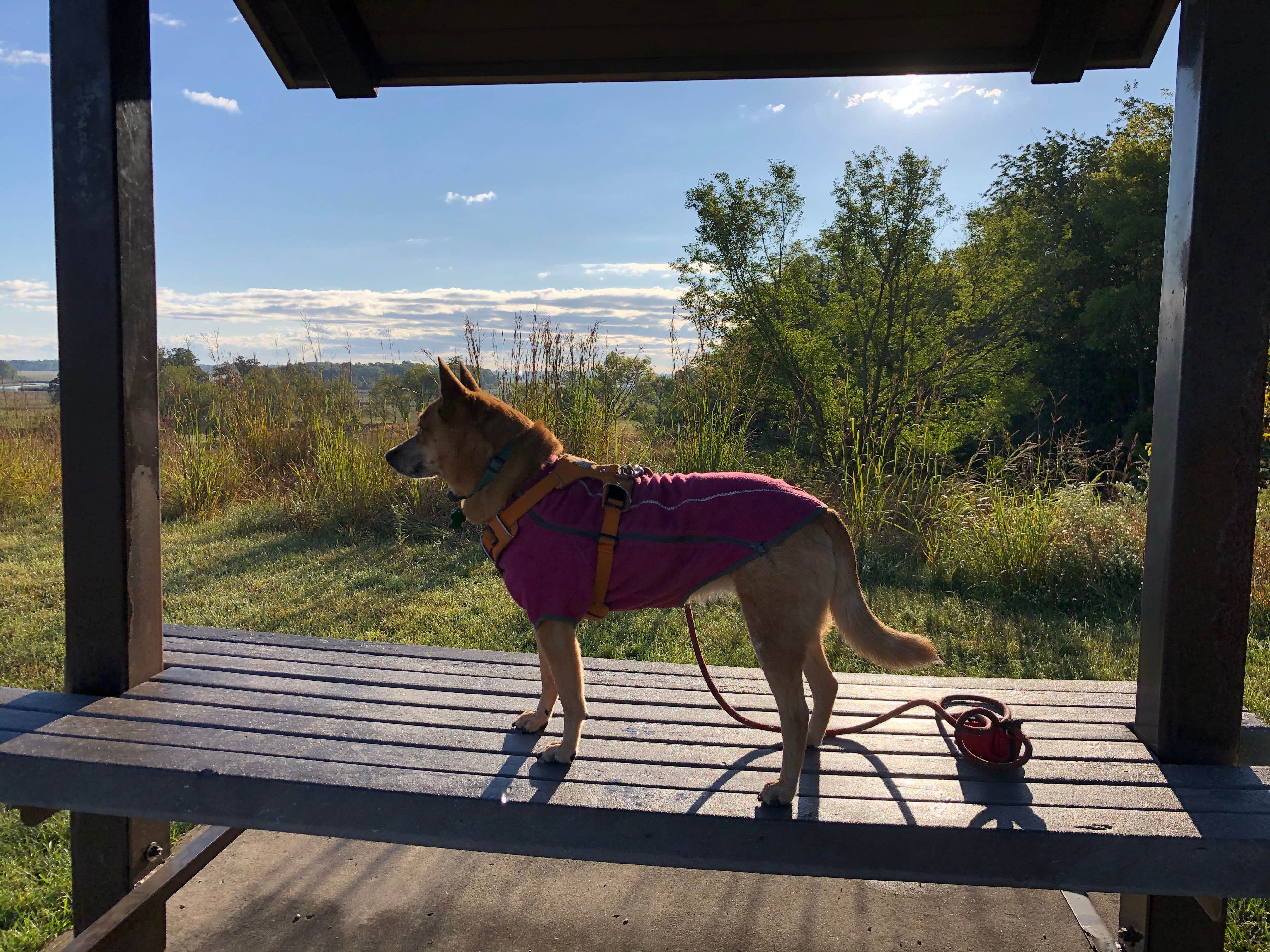 Art S.'s photo of camping with pets at Prairie View — Chain O' Lakes State Park near West Dundee, IL