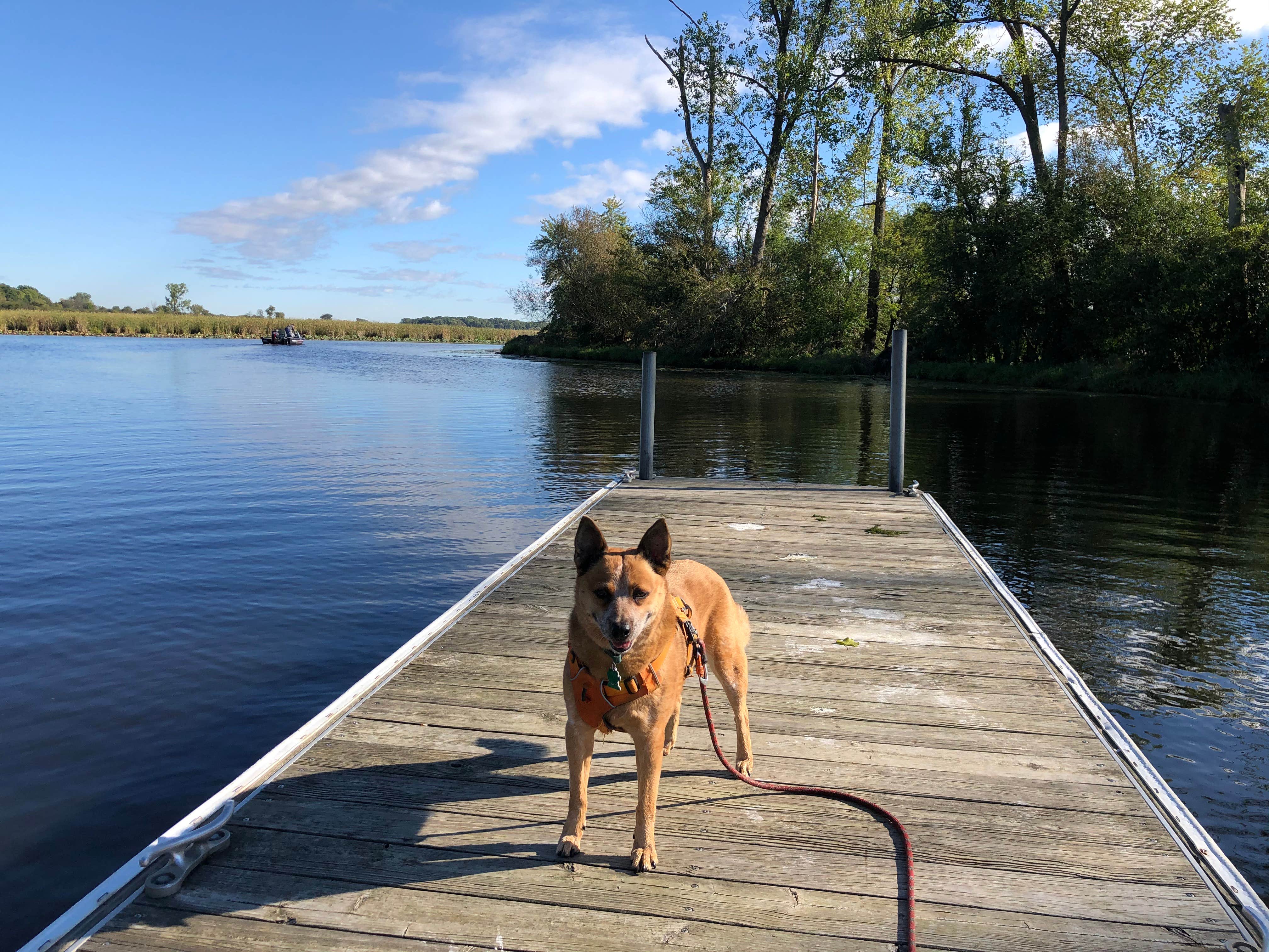 Art S.'s photo of camping with pets at Prairie View — Chain O' Lakes State Park near Twin Lakes, WI
