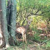 Review photo of Wayne Fitzgerrell State Park Campground by Tina J., September 22, 2020